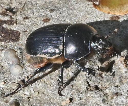 Réf. 351 787 : Sericotrupes niger
